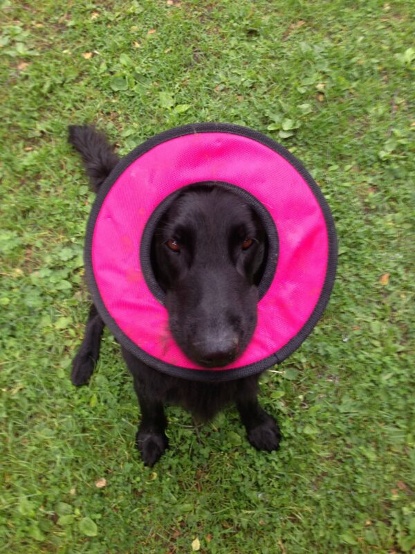 Sari er 6 år i sommer. En glad og vakker flatcoated retriever-jente. Elsker å bade!