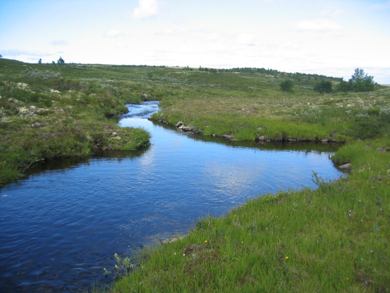 Fritt og åpent på Rørosvidda.