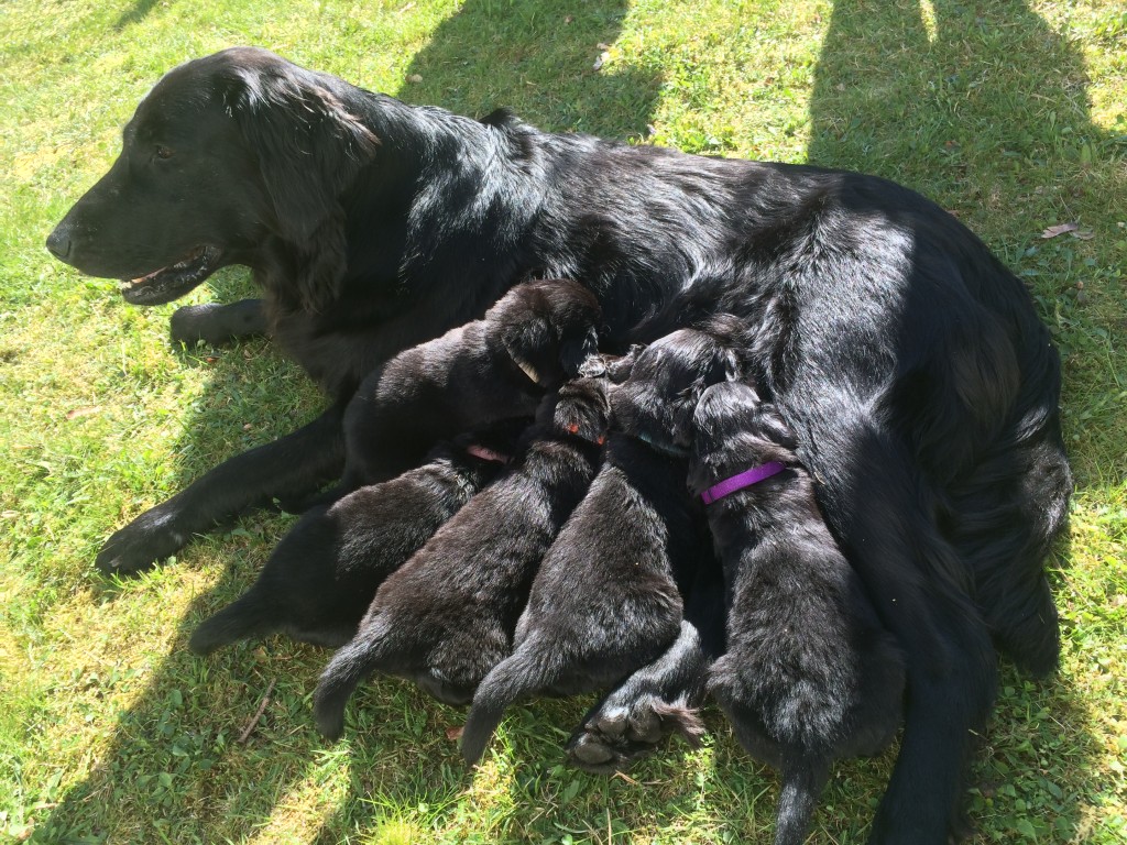 Sari er en tålmodig mamma . Og en moderne mamma. Når hun har ammet, vil hun ut å gjøre sine egne ting - apportere og søke og leke.