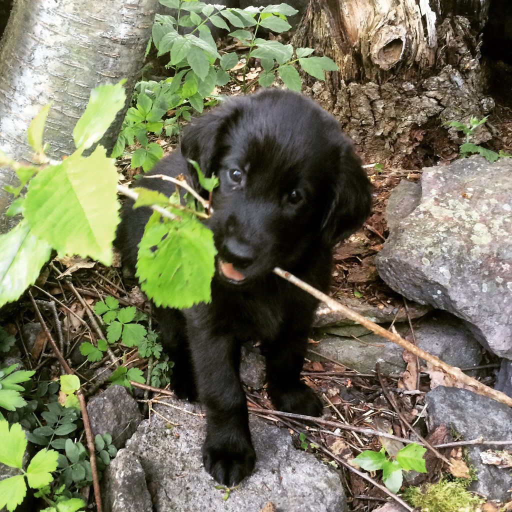 Et lite stykke av hagen kaller vi bare for Jotunheimen.