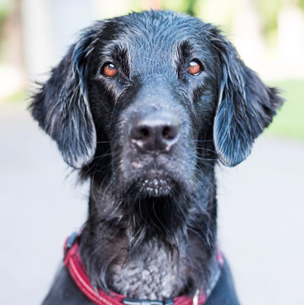 Sari har nettopp hatt åtte valper, og er en kjærlig og leken mamma. FOTO: The Dogist